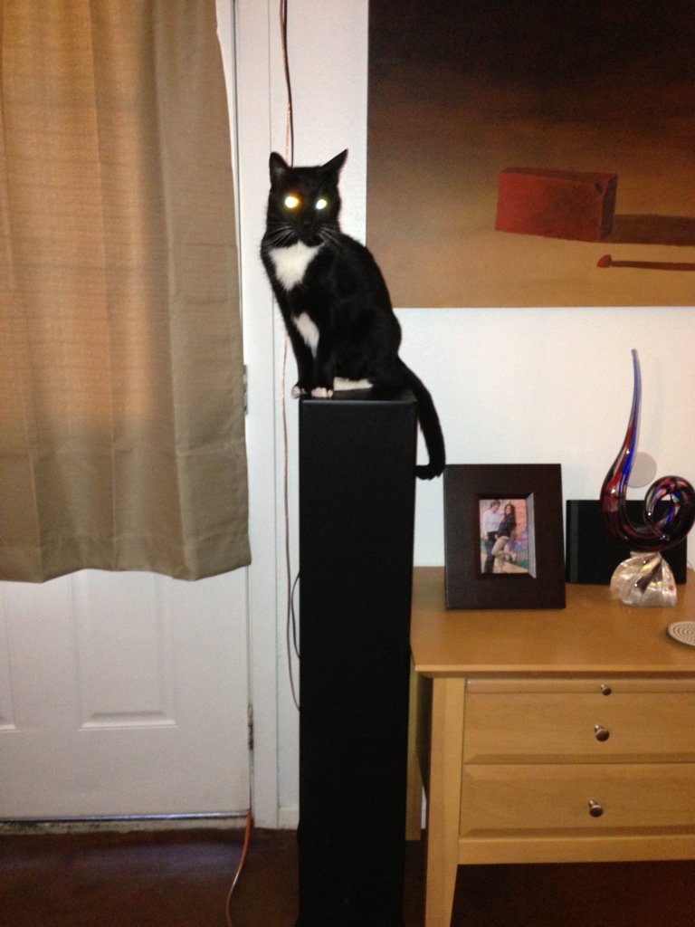 Laser Eyes Speaker Cat