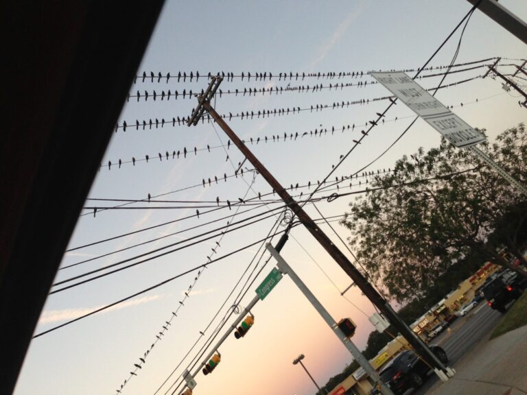 Birds