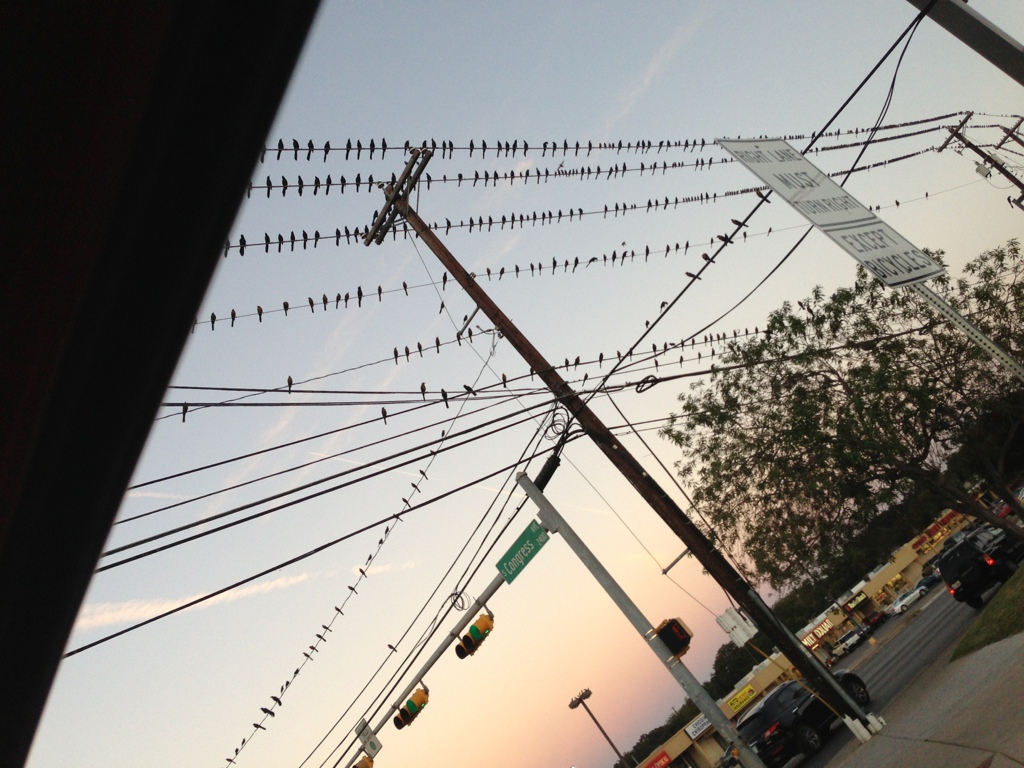 Birds