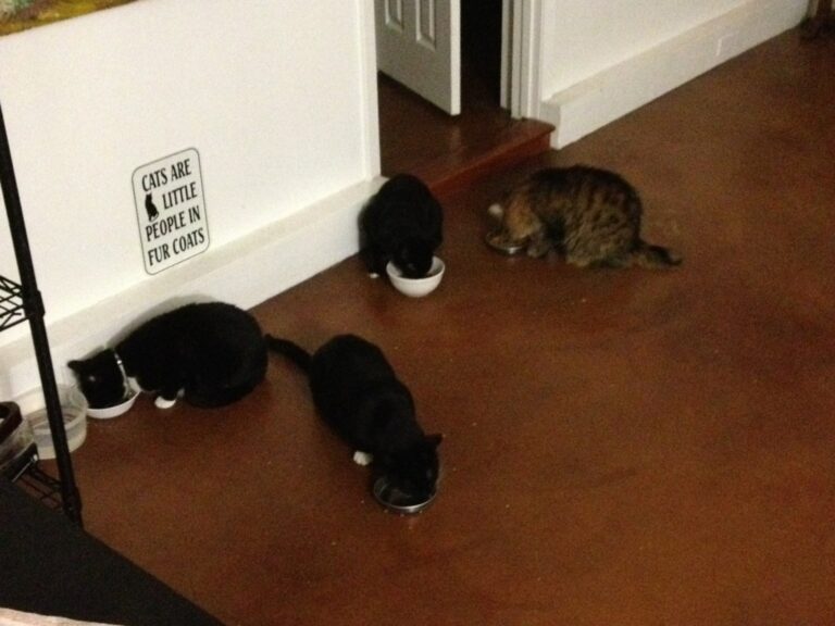 Dude Cats Are the Worst