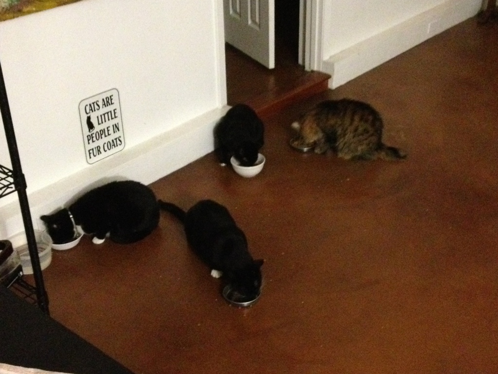 Dude Cats Are the Worst