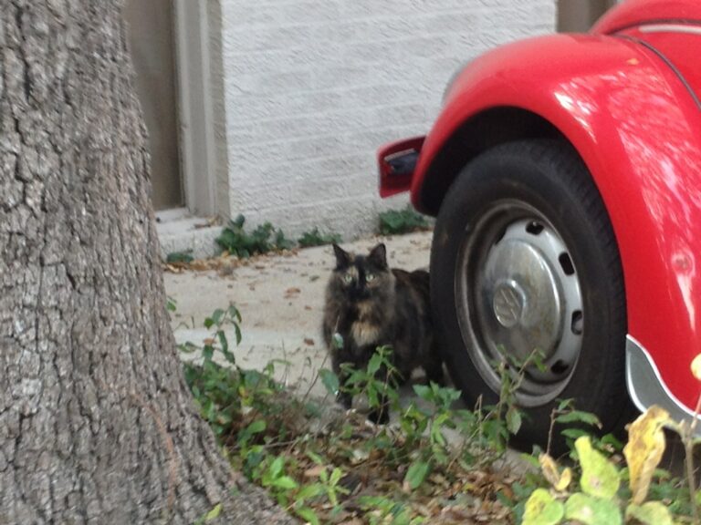 Fat Joe from Across the Street
