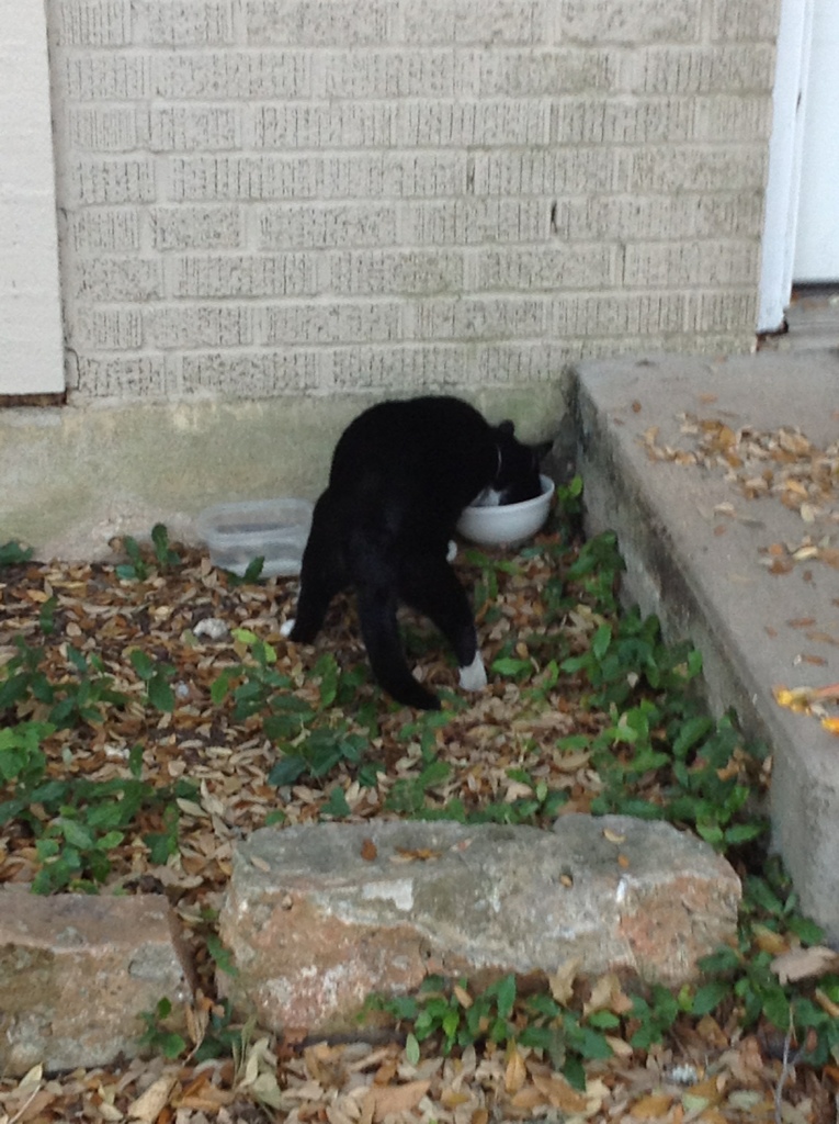 Who Stands Like This?