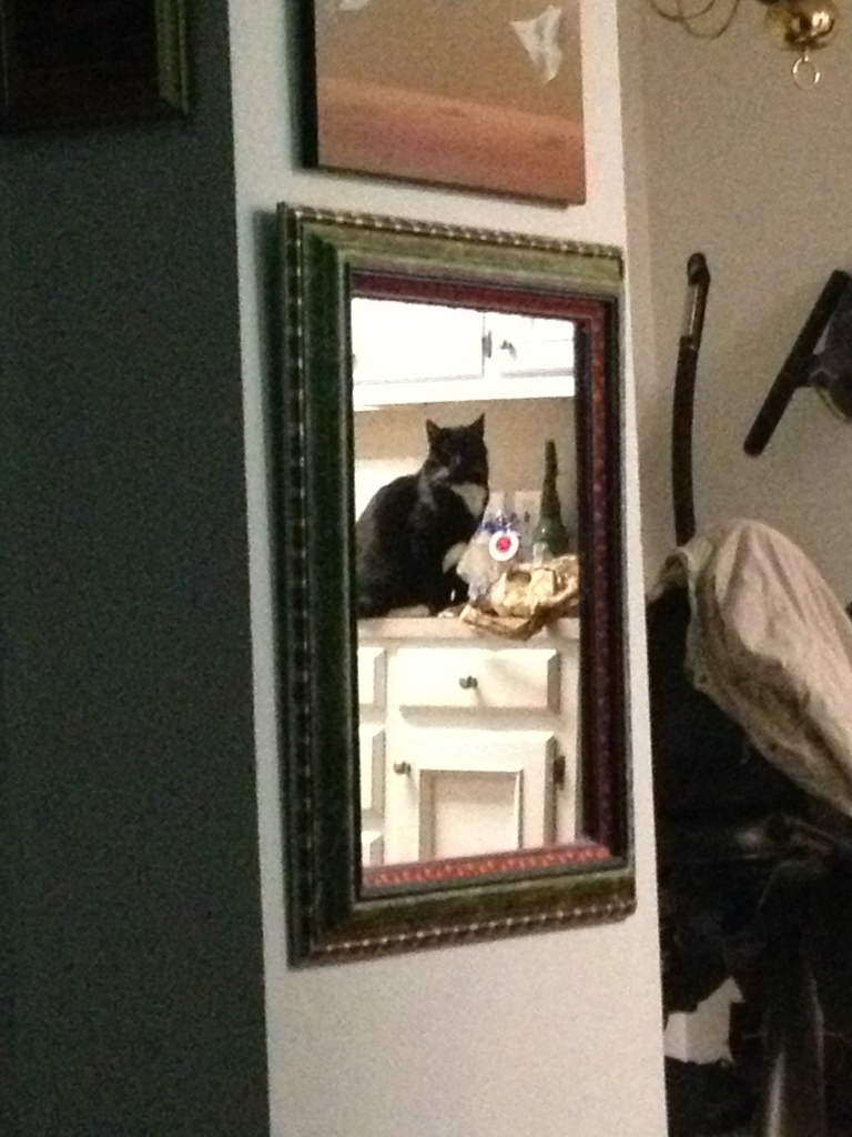 Cat in the Mirror