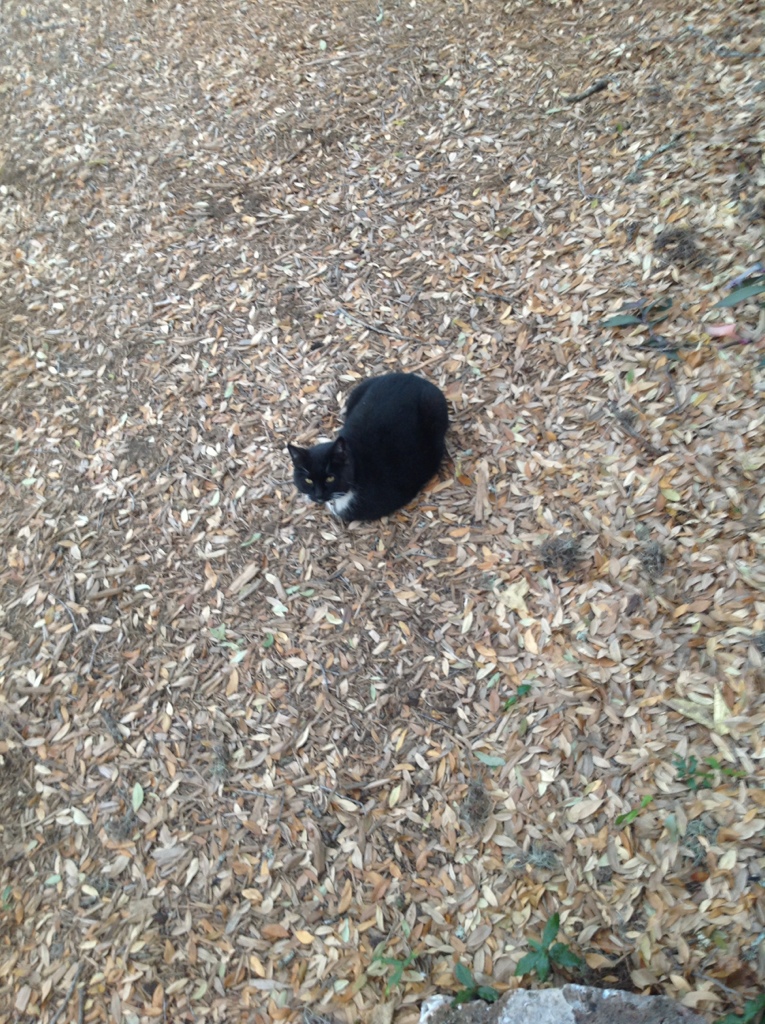 Definitely Not Running Away