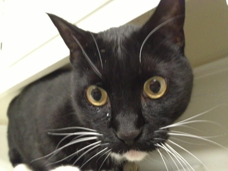 The Beef Misses Nothing