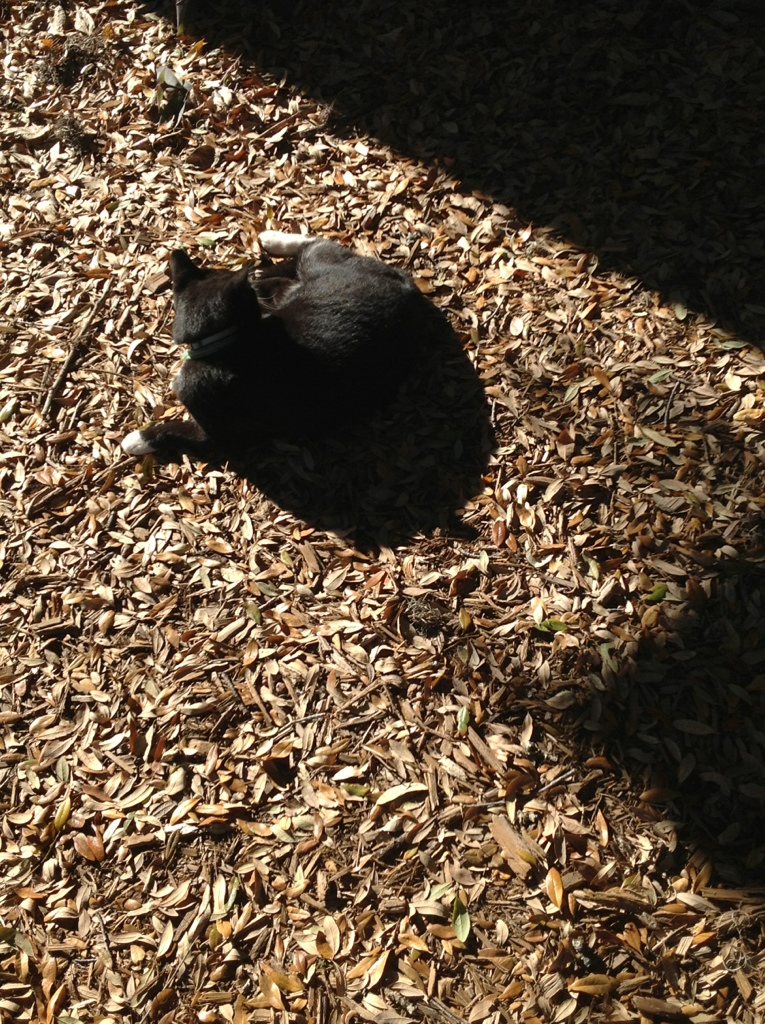 Lazy Sun Cat