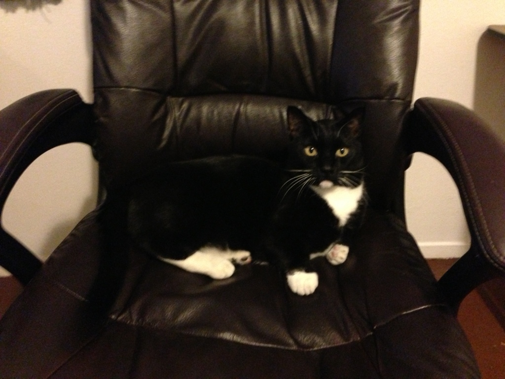 Serious Business Cat..