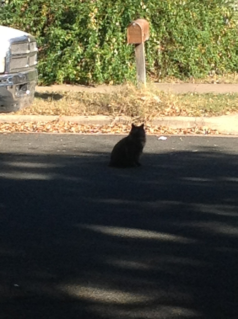 Fat Joe in Silhouette