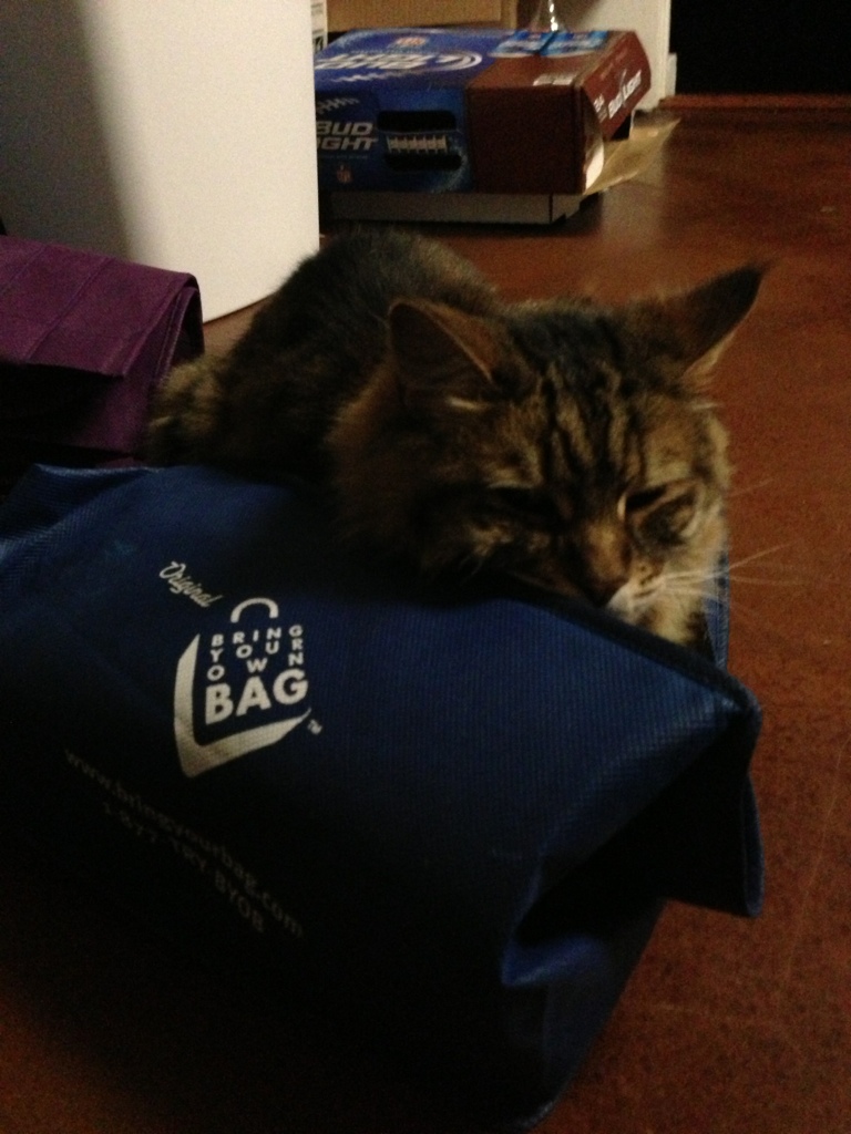 Cat On Bag