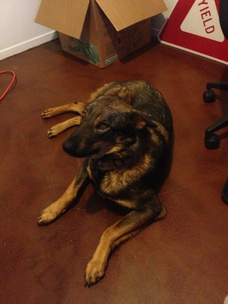 Brown Dog Brown Floor