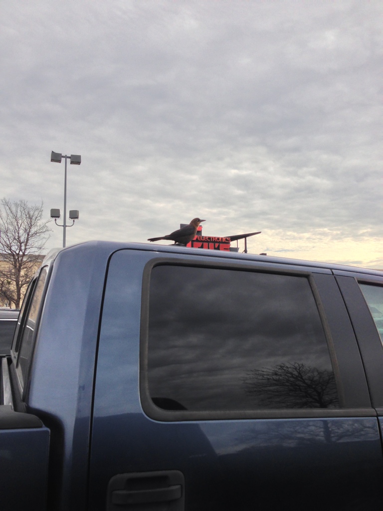 Bird On Truck
