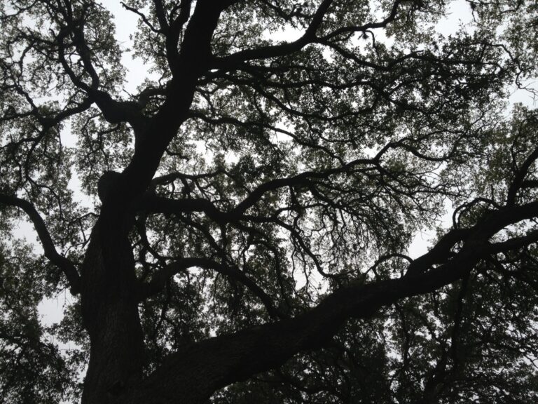 Rainy New Year’s Eve