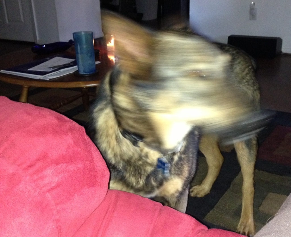 Blurry Dog