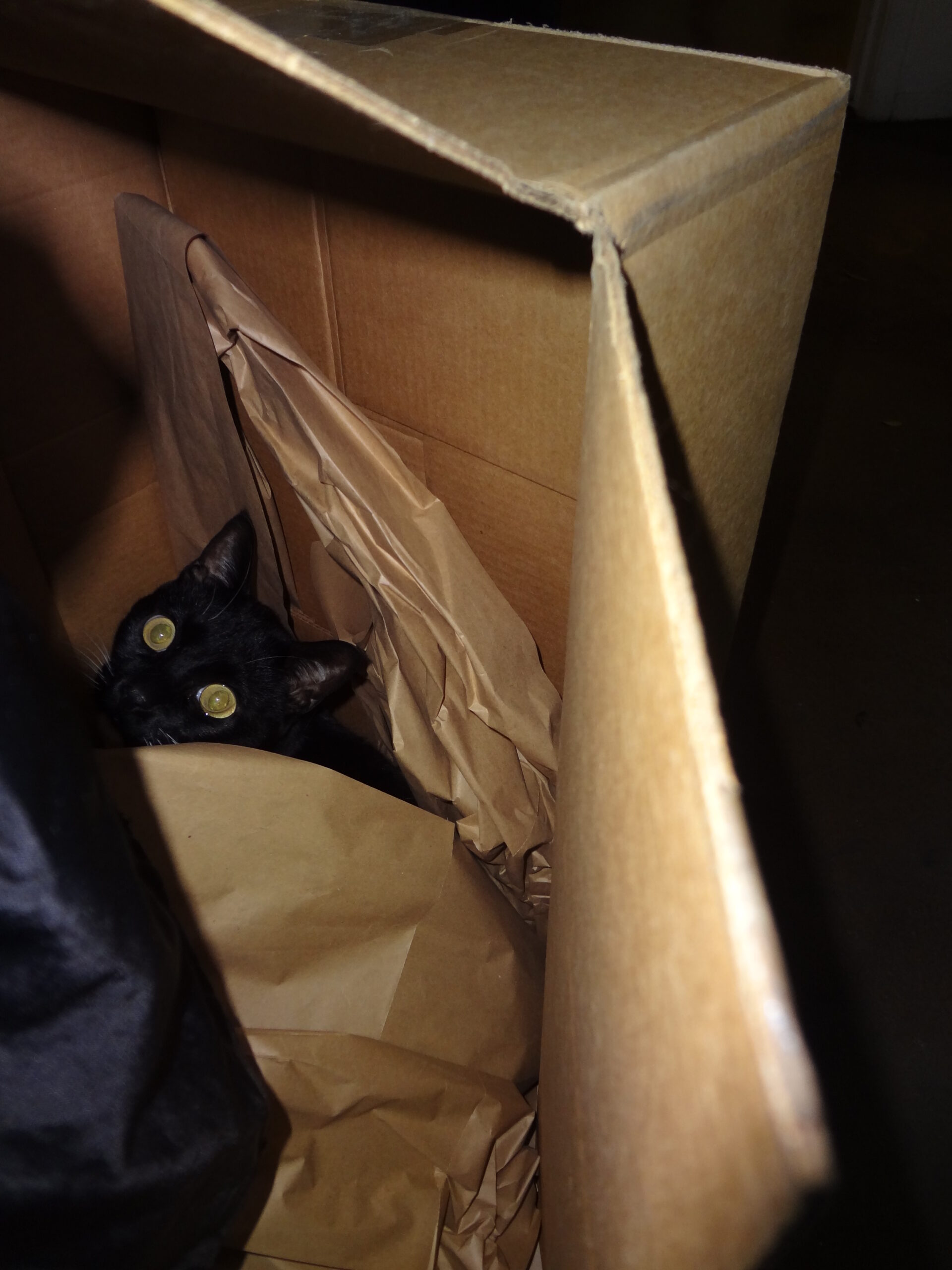 It’s Those Crazy Eyes..