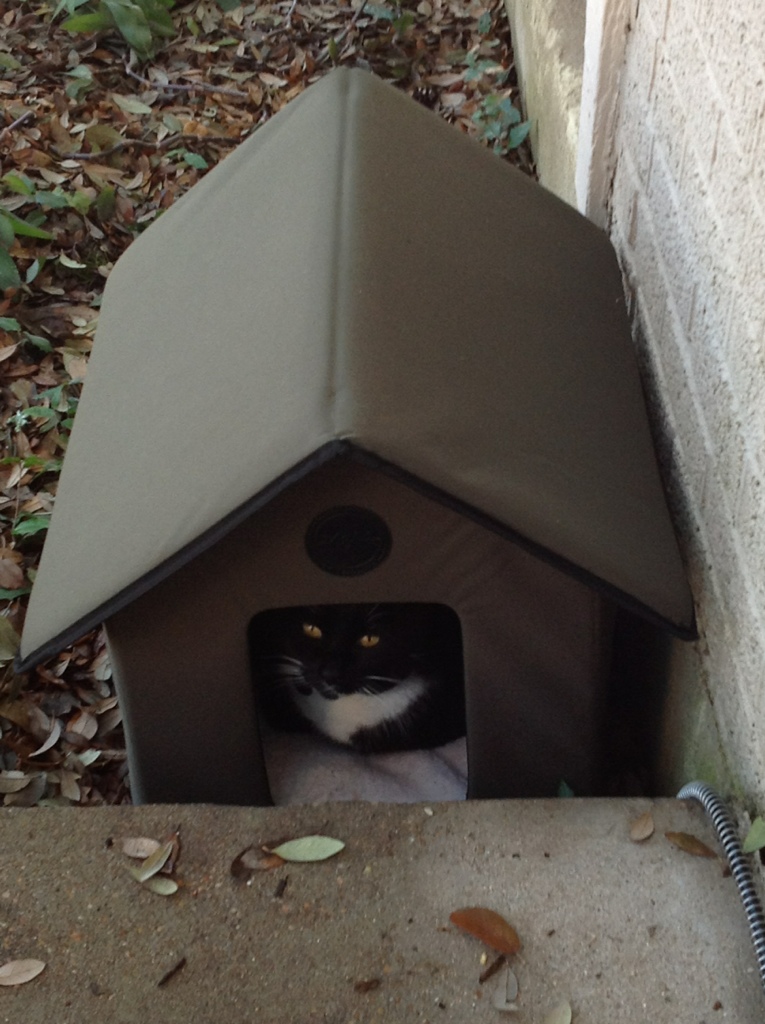 Everybody Needs a Home