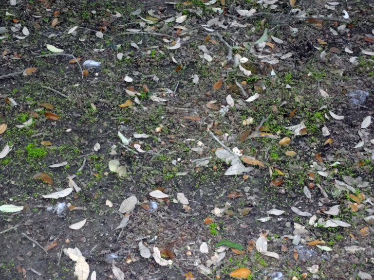 Spring Won’t Wait in Austin