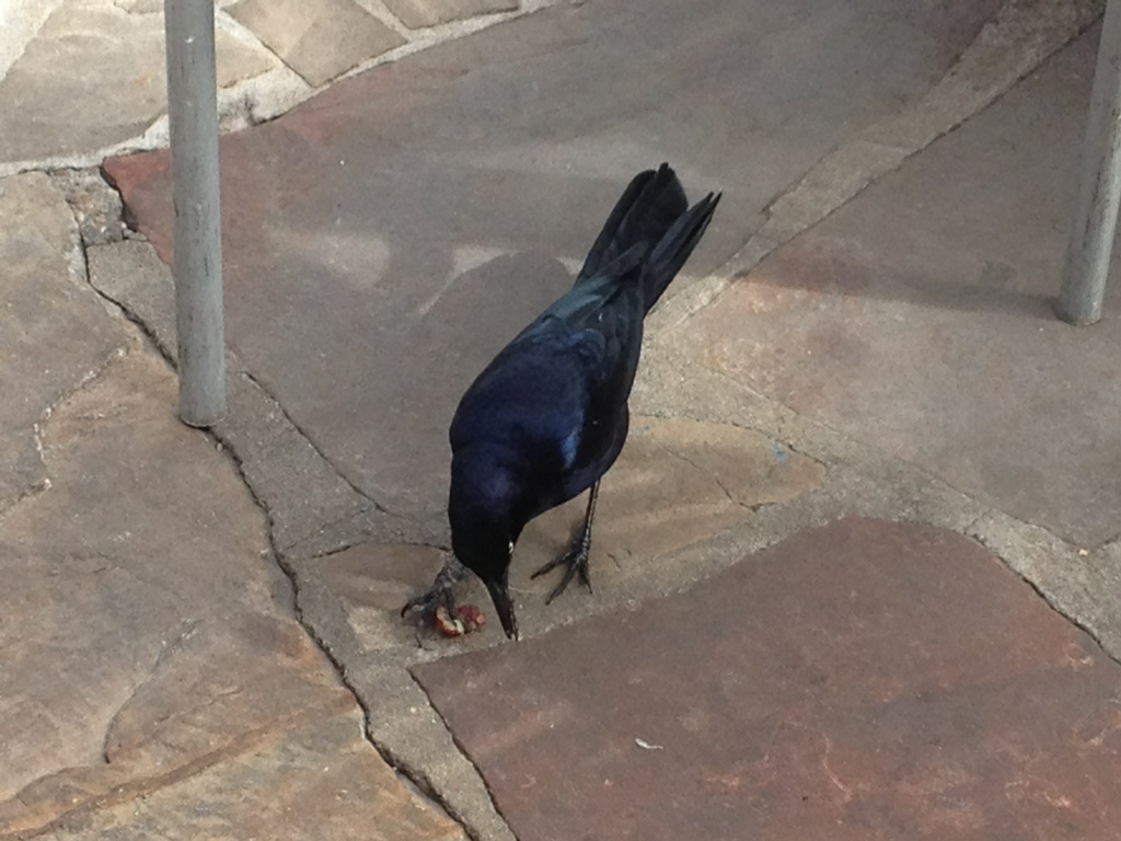 Grackle