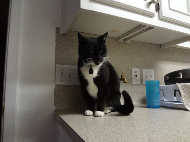 Don’t Steal This Cat!