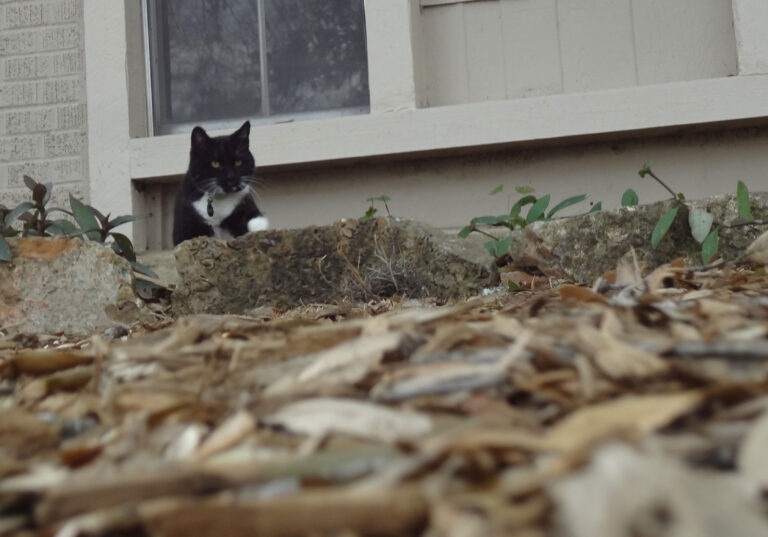 Emerging from the Brush…