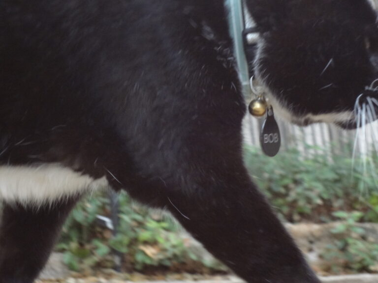 Walking with a Purposeful Stride…