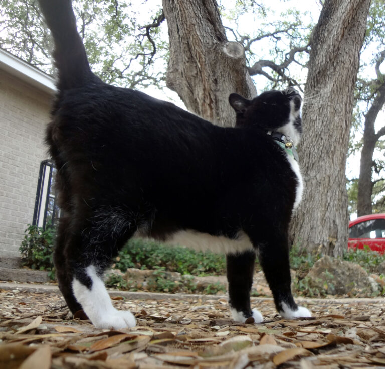 Smelling Wild Game…