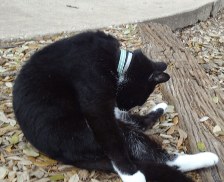 Contemplating his Navel…