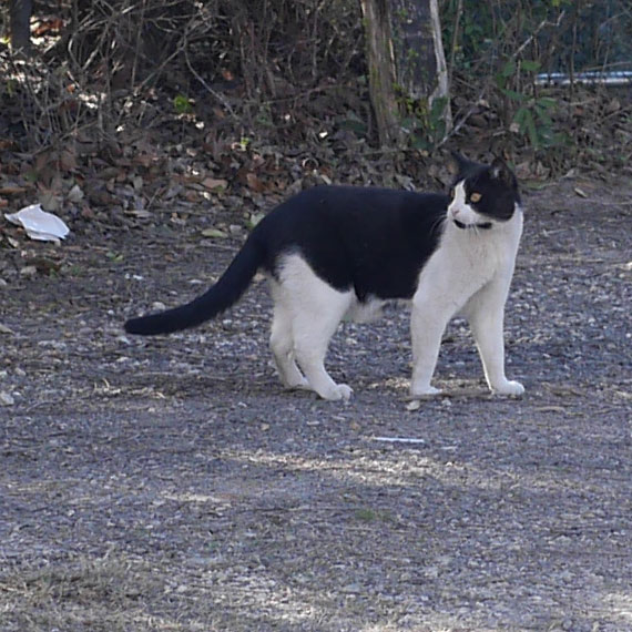 Black and White Cat