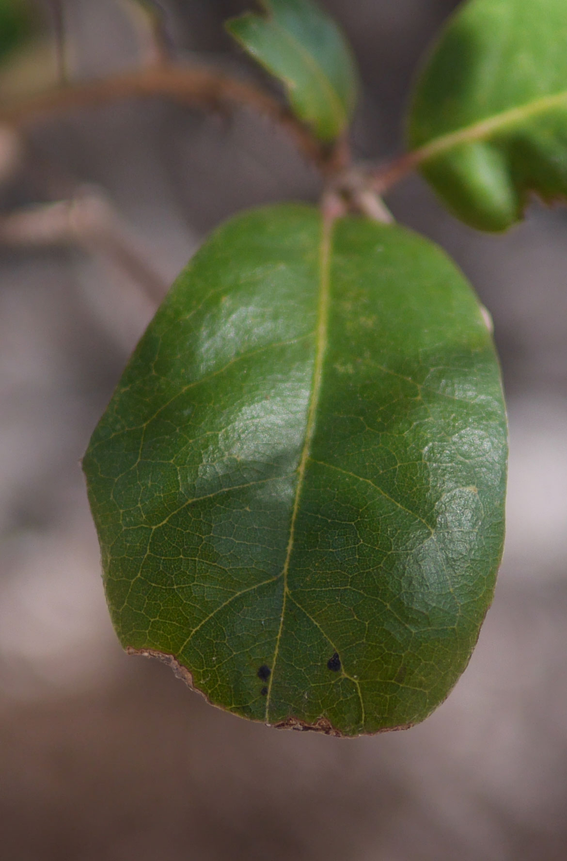 Green Leaf Veins