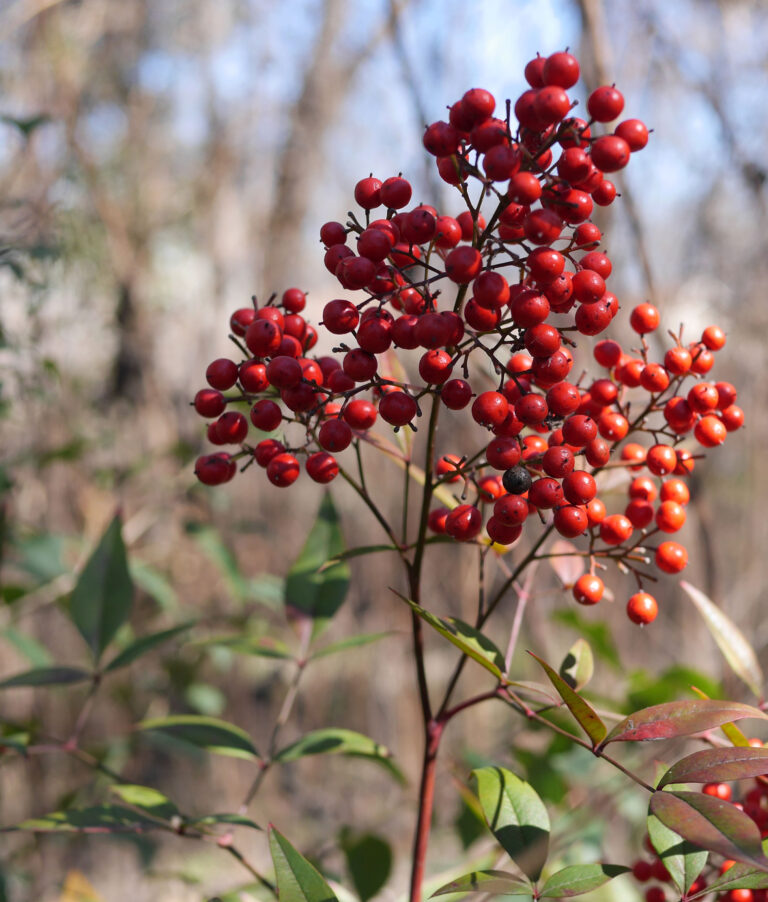 Red Berry Bush