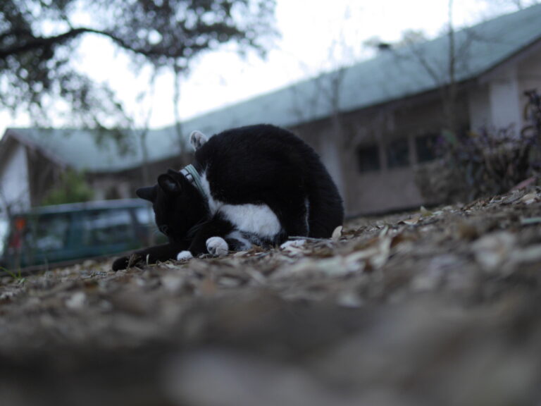 The Dutch Angle Lickdown