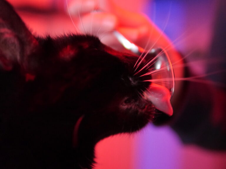 Is That a Walrus Tongue?