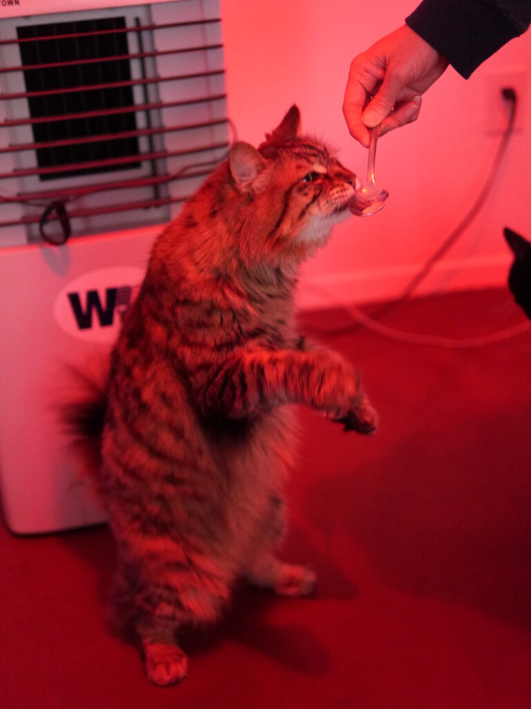 Hi, I’m a Dinosaur