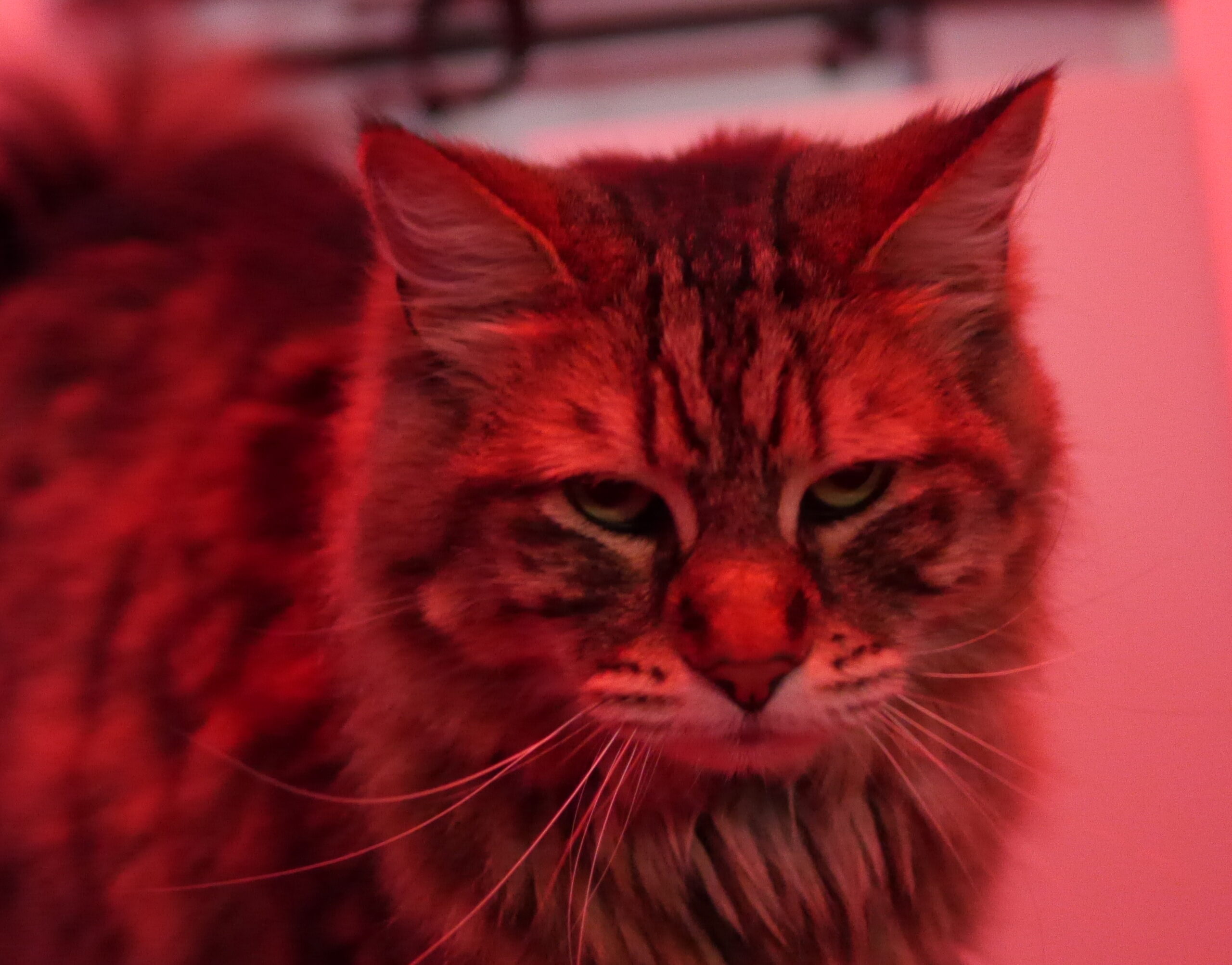 This is a Bad Attitude