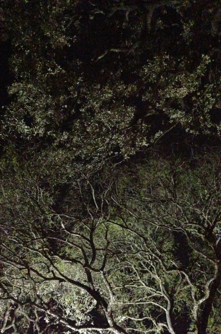 Another Awesome Tree