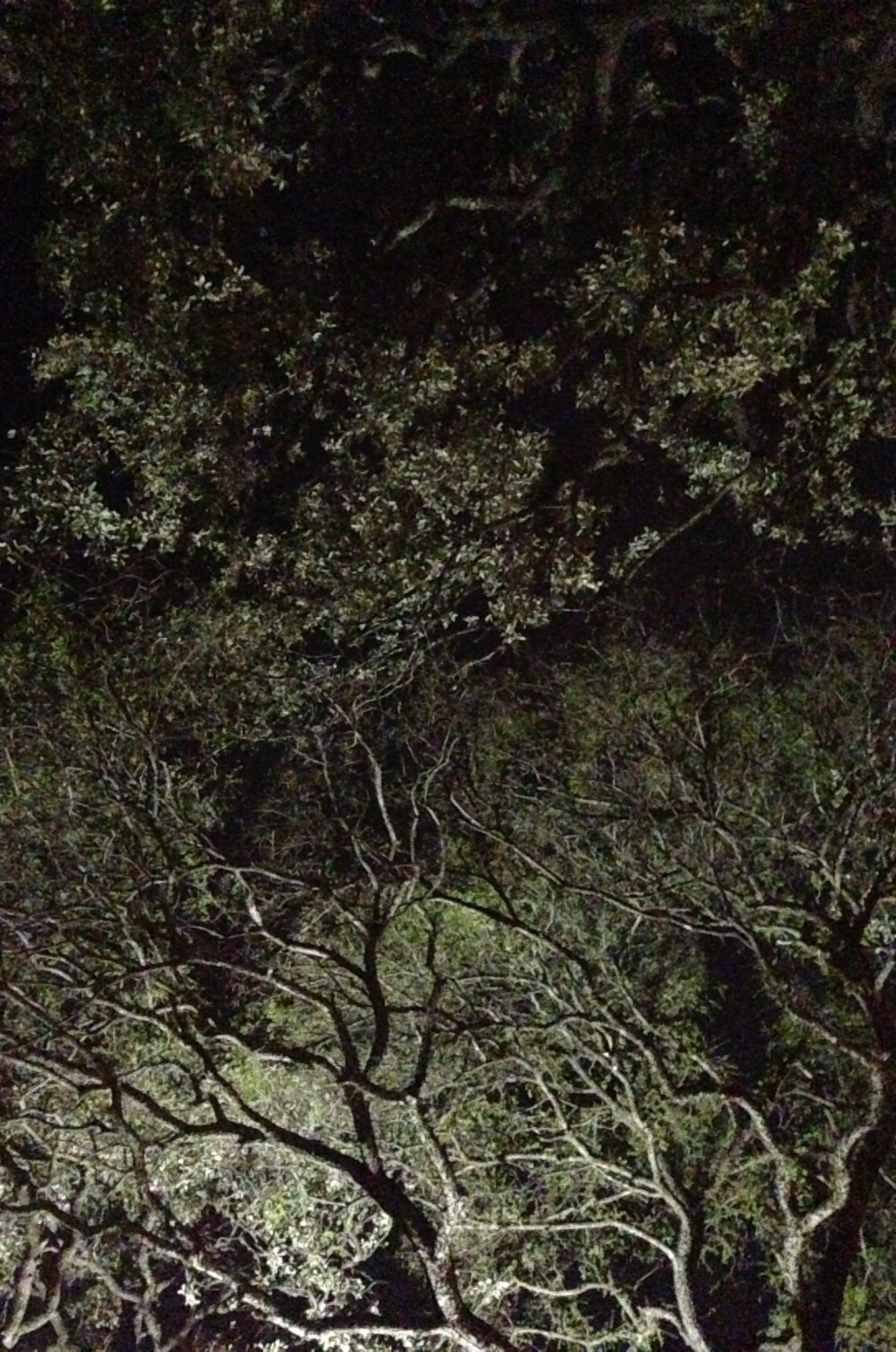 Another Awesome Tree