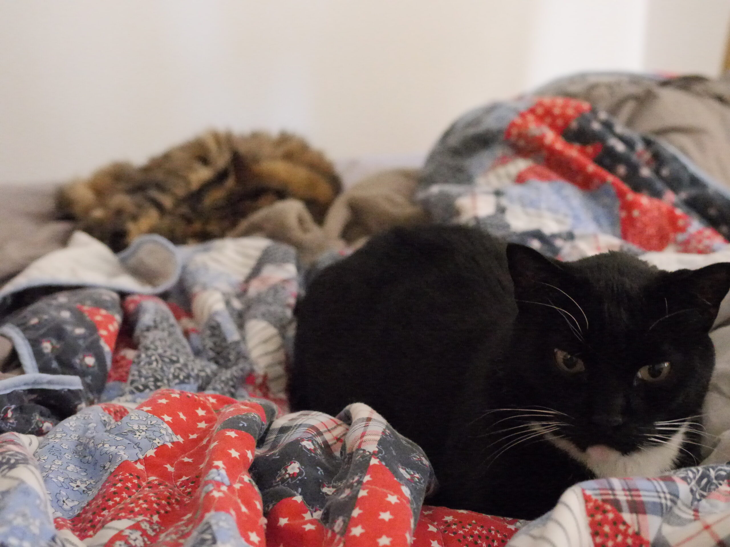 Approaching Maximum Laziness