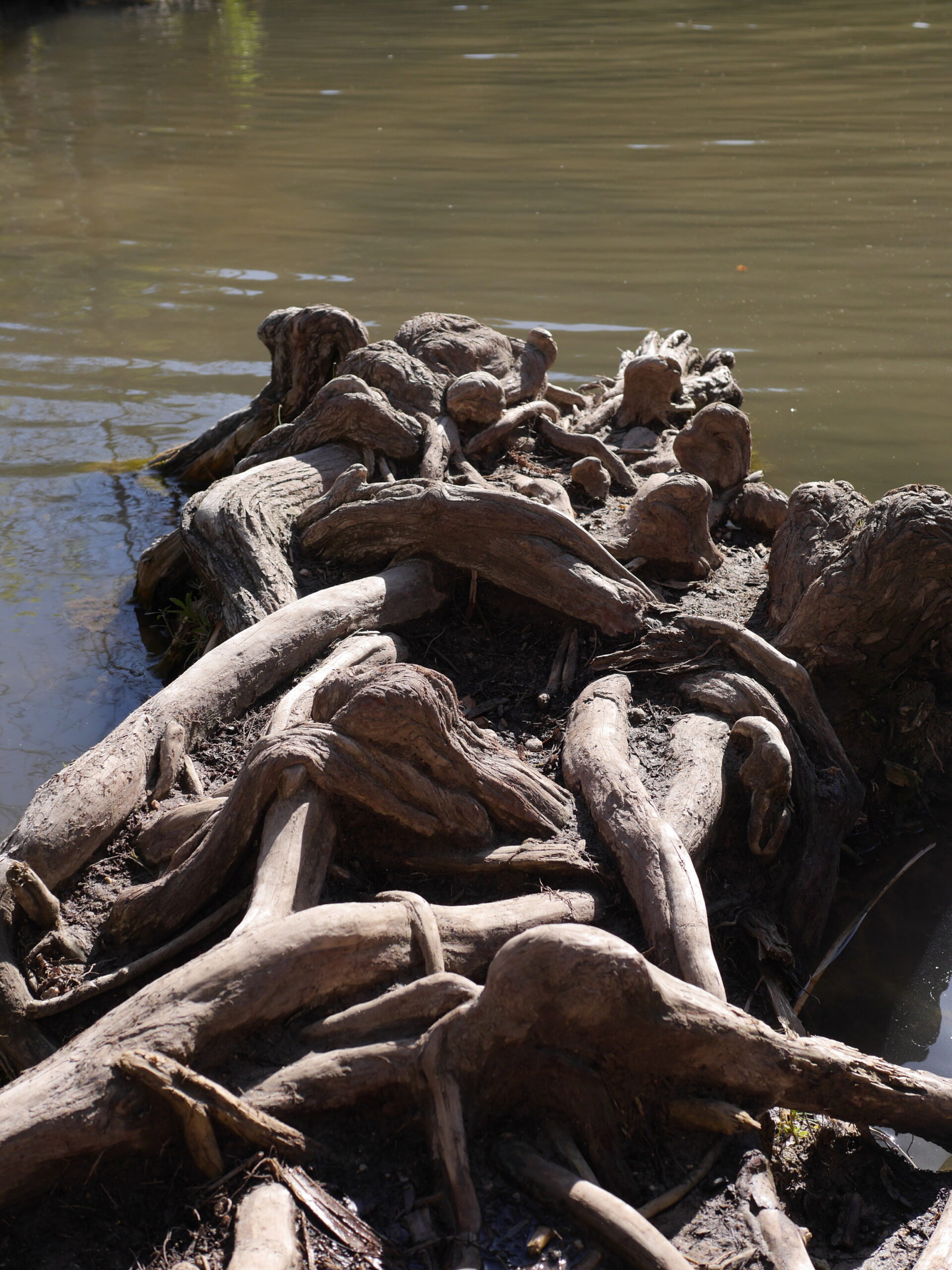 Tree Roots into the Lake
