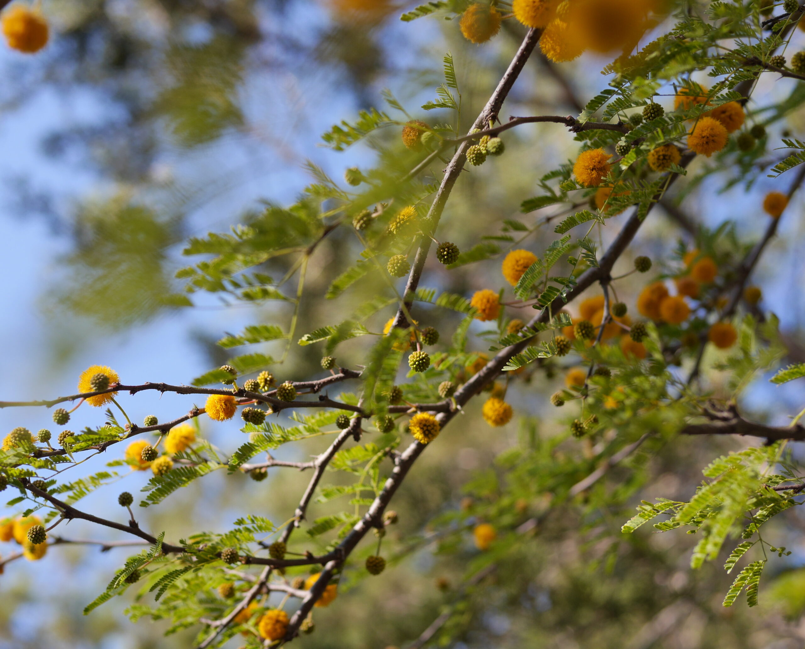 Odd, Puffy Ball Seeds
