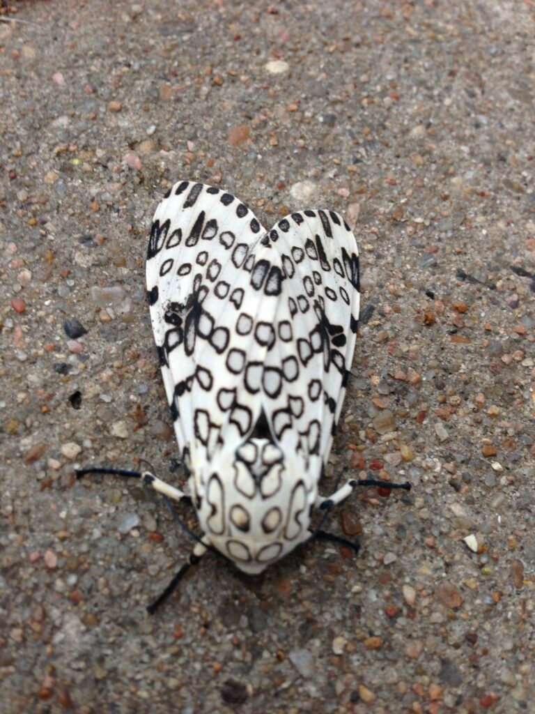 Leopard Moth