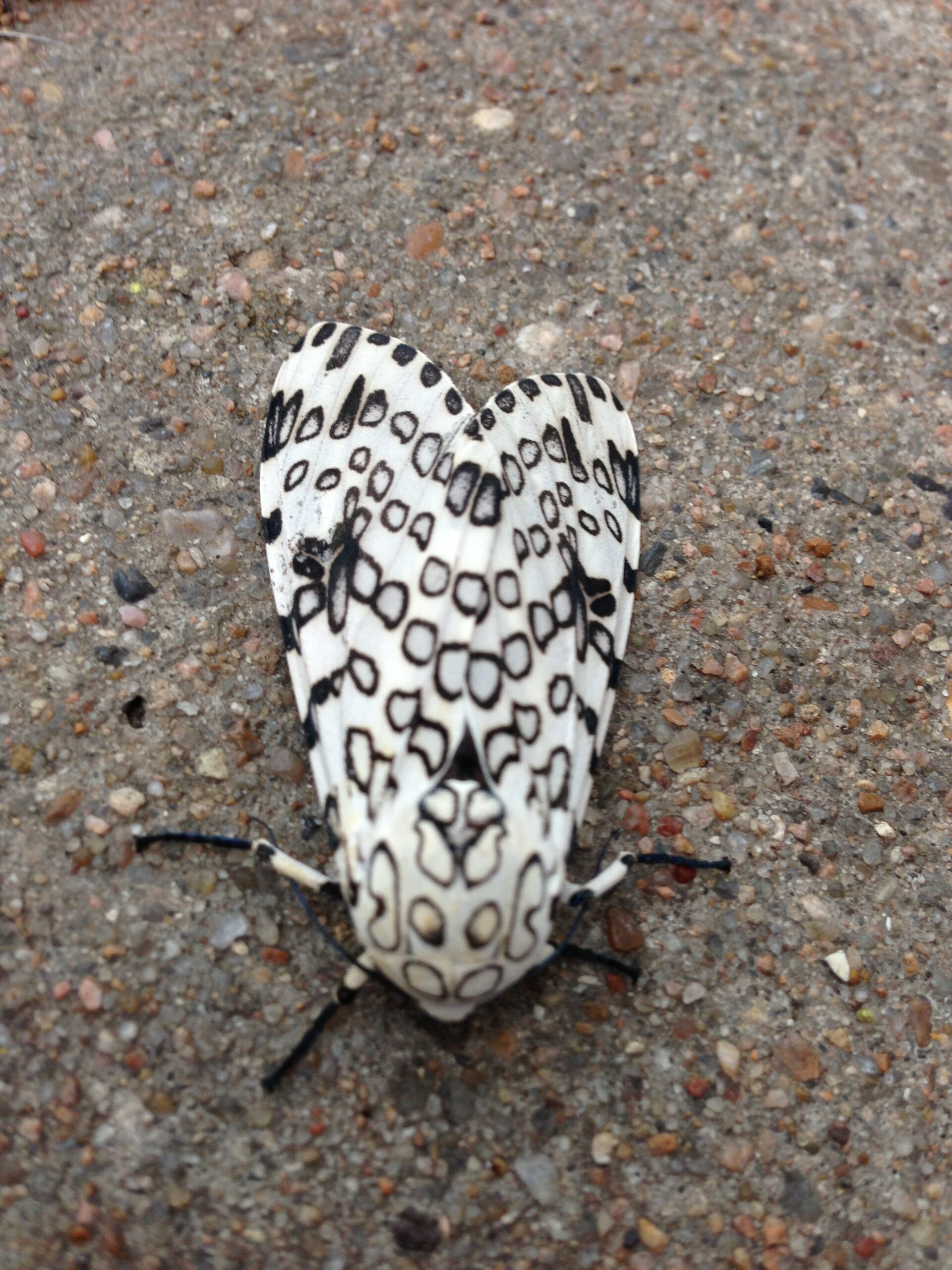 Leopard Moth