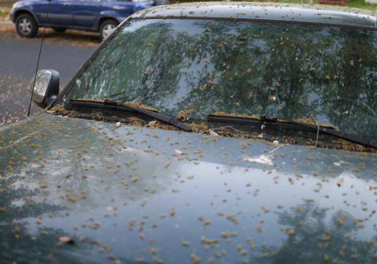 Tree Pollen