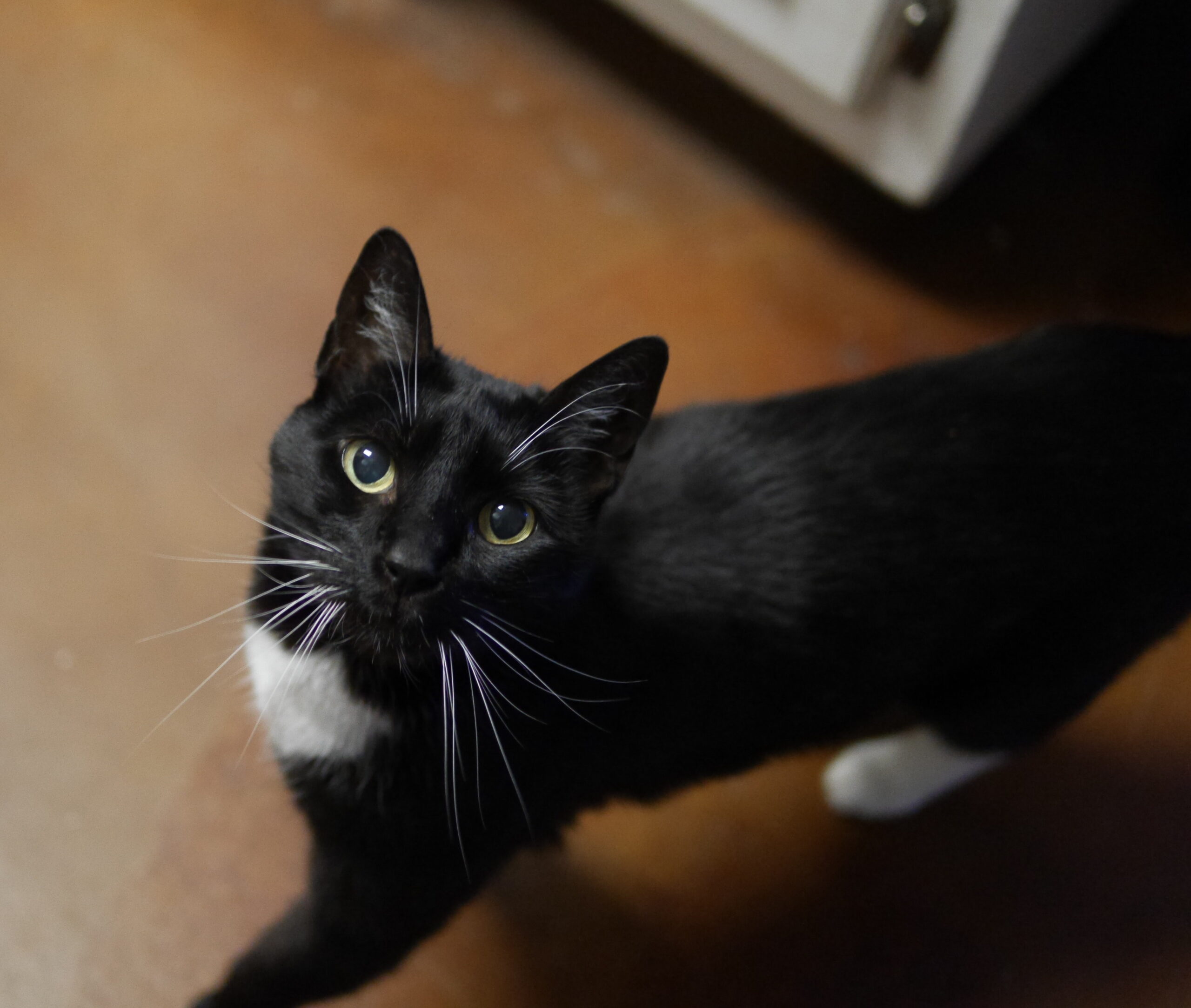 Always Looking for Handouts