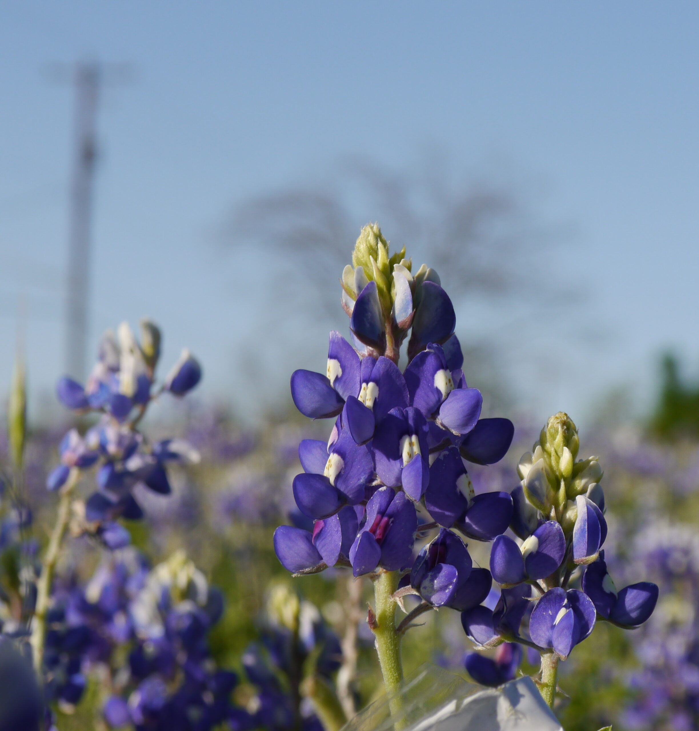 Bluebonnet