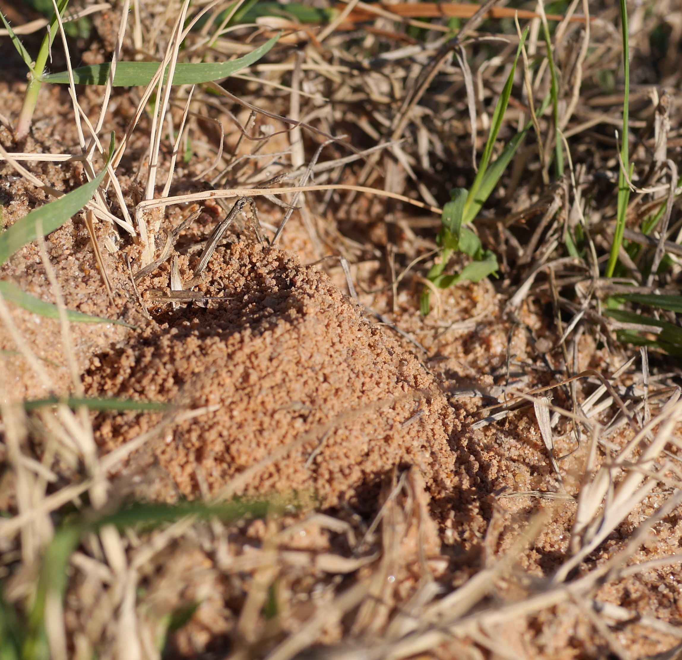 And Back at the Ant Hill