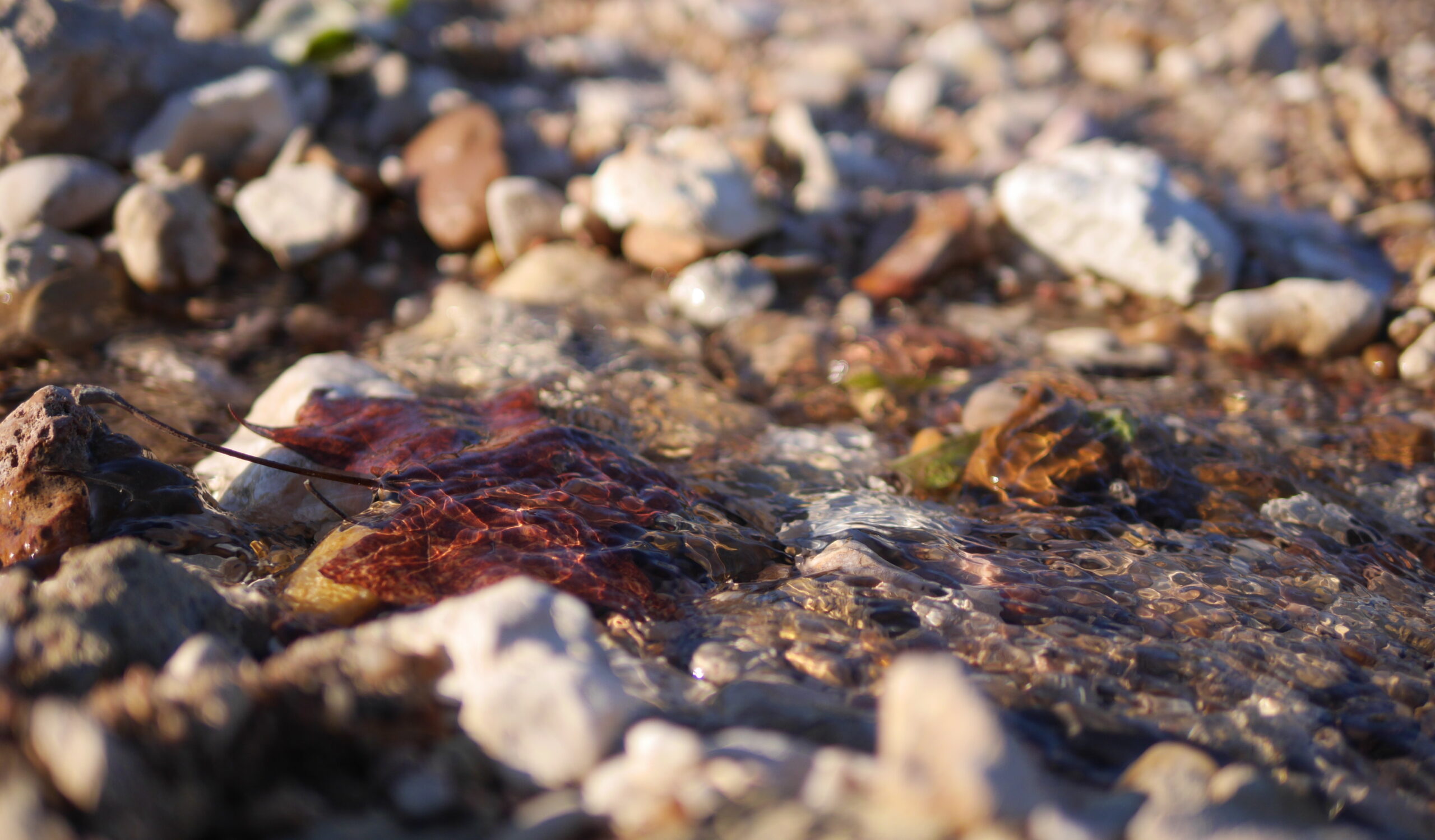 Red Leaf in Water