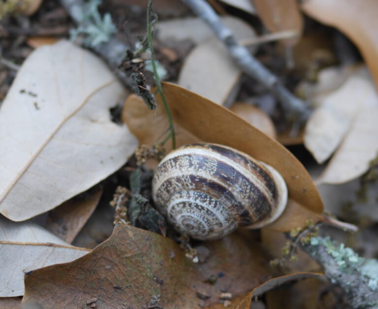 A Snail