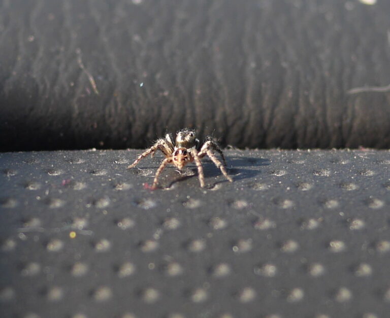 A Tiny Spider