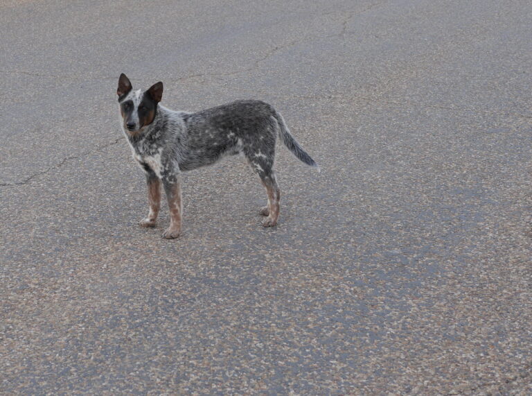 Lockney Friendly Dog