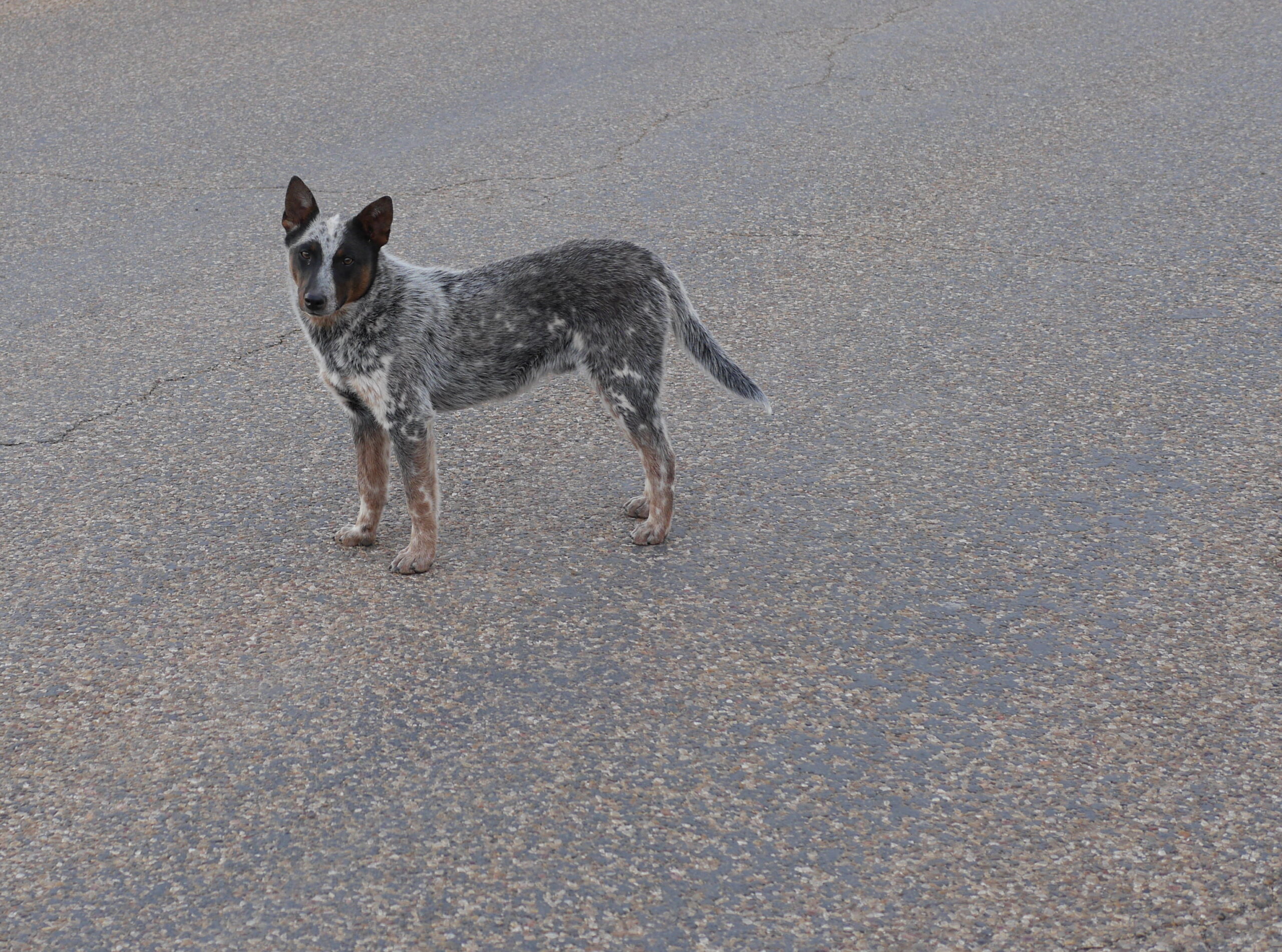 Lockney Friendly Dog